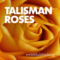 Talisman Roses