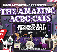 The Amazing Acro-Cats