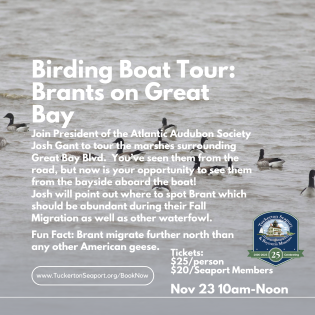 Birding Boat Tour: Brants on Great Bay