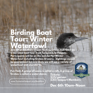 Birding Boat Tour: Winter Waterfowl