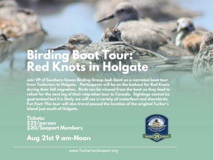 Red Knots in Holgate 2026
