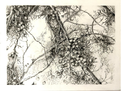 Drawing From Nature w/ Graphite II Workshop Winter 2027 