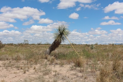 Landscape tour: Campus Loop 